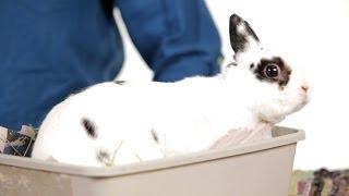 8 Common Myths about Rabbits | Pet Rabbits