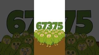 Why Are There Only 247 Of These Strange Birds Left?