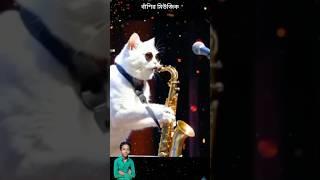 Cat music #bollywood #song #hindisong #saxophoneinstrumentalmusic #love #music #lipika