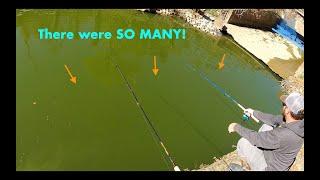 It makes NO SENSE how many crappie are in this roadside DITCH! We were SHOCKED!