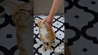 졸려서 고양이세수 까먹은 치즈 #개냥이 #고양이애교 #cat