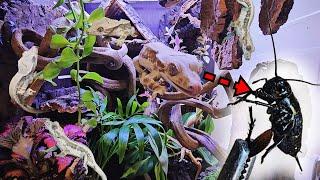 I BUILT A BIOACTIVE VIVARIUM FOR MY CRESTED GECKO. AND THE RESPONSE WAS AMAZING!