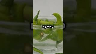 Самый острый перец в мире!#жгучий перец #факты #интересно