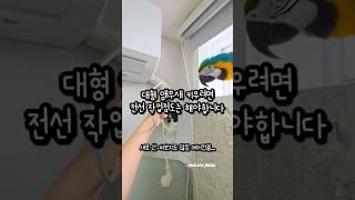 앵무새가 에어컨 전선을 끊었습니다 #앵무새