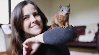 I rescued an orphan baby red squirrel (Episode 1)