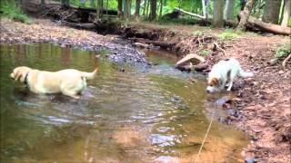 Hike Hounds Canine Adventures River Walk