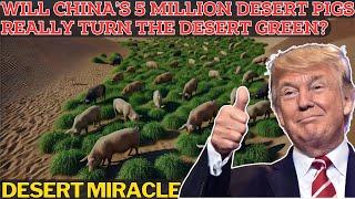 Astonishing! China Turns Barren Desert into Farmland Using Pigs and Innovation. Pigs in the Desert.