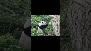 萌大也开始越狱工作了 #大橙子数据 #panda #熊猫生活 #大熊猫 #搞笑