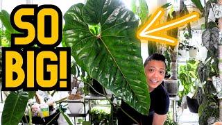 My Favourite Houseplants  June 2023 | Anthurium, Monstera, Philodendron, Hoya, Rhaphidophora