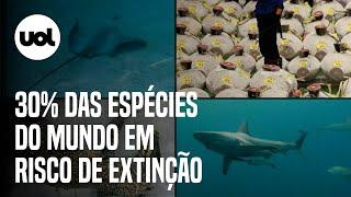 Quase 30% das espécies do planeta correm risco de extinção