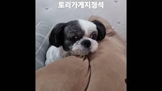아빠가열심히일하는이유.사랑하는우리토리가있기때문에