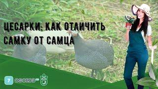 Цесарки: как отличить самку от самца