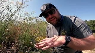 FITF Field Trip Ep. 1 - Foraging for Fennel Pollen