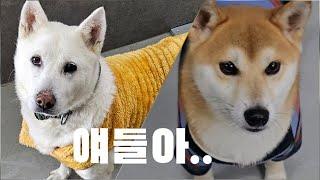 가야하니 #dog