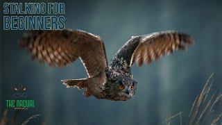 Stalking For Beginners - The Nagual Zone| Carlos Castaneda| Don Juan Matus