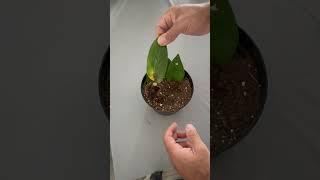 Zz plant propagation in peat moss #peatmoss #zzplant #propagation #viral #shorts #plantlover