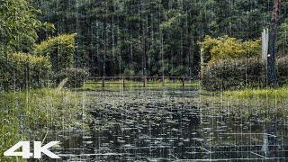 Deep Sleep Easily with Soft Rain at Rainy Day - Relaxing Sounds of Rain ASMR