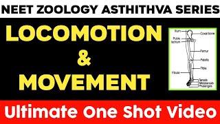 Locomotion and Movement One Shot Video | Asthithva Series Zoology | NEET 2023 | Vishnu's Smart Info