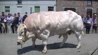 10 Abnormally Strong Bulls That Actually Exist