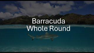 Barracuda Whole Ready for shipment