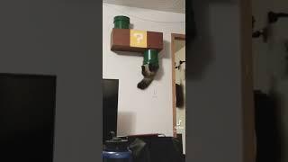 supercat is back !