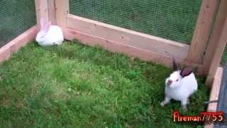 Raising Rabbits and a Lesson Learned