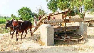 Bull Powered Flour Mill Old Technology || Old Traditional Life In Punjab Pakistan