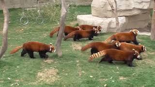 Three Red Pandas waved their big tails together