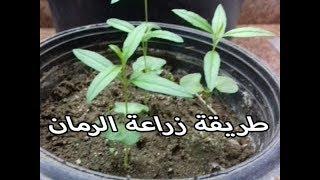 زراعة الرمان من البذور