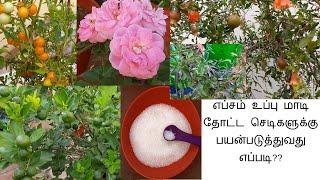 #மாடித்தோட்டம் " 10+ " Uses of Epsom Salt in Gardening and for plants in Terrace Garden | Tamil