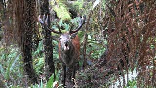 Big 12 Red Stag Roar 2021 New Zealand