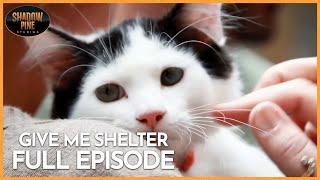 Saving Animals Against All Odds! | Give Me Shelter | TRIPLE EPISODE | Shadow Pine Studios