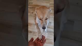 funny cute dogs#dogvlogs#animal#pet#lover#shorts#ytshorts#shortsfeed