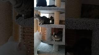 Кошки Михалыча.