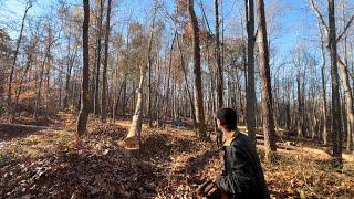 Felling & Prepping A Pine Tree For Milling