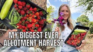 BIGGEST ALLOTMENT HARVEST EVER / ALLOTMENT GARDENING UK