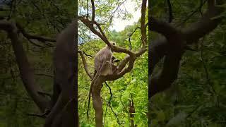 Kartik Biswas vlogs || @kartikbiswasvlogs || #nainital