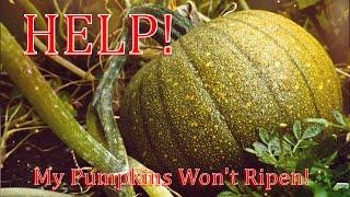 How To Ripen Pumpkins Off The Vine