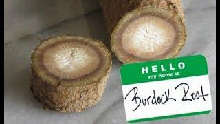 Healing Magic of Burdock - Health Benefits of the Incredible Burdock Root