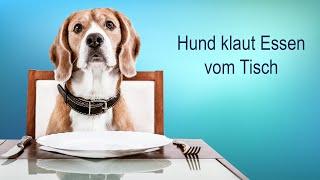 Hund klaut Essen vom Tisch – was tun?