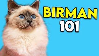 Birman Cat 101 - This Long-Haired Cat Is Actually Really EASY TO GROOM!