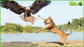 The Lion Mother Helplessly Watched Her Cubs Being Attacked By A Ferocious Eagle | Wild Animals