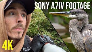 THE SONY A7IV IS A 4K BEAST!