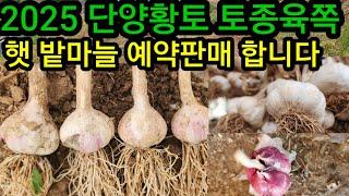 2025 햇 단양황토 토종육쪽 밭마늘 예약판매 합니다