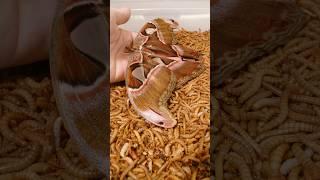 Atlas moth vs mealworms Timelapse