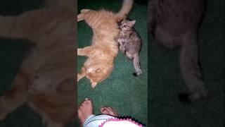 Assh playing with mother #coco cato playing her baby #shortviral  #catvideos #2024