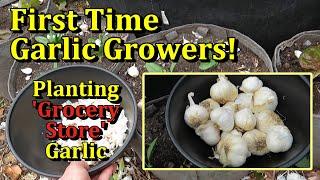 Planting Garlic in Containers the Easy Way (Simplified Planting & Budget Friendly)