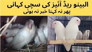 King of Lovebirds Albino Red eyes A True Story| Albino Red eyes Breeding Setup|| ASIF BIRDS FARM