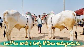 ఒంగోలు జాతి 2 పళ్ళ కోడెలు అమ్మబడును-ongole bulls for sale-ongole cattles for sale-ox video-cattle