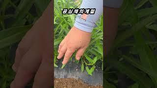 여름 장마기에 잘 자라는 공심채 곧 수확가능할 듯